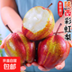 陜西彩虹梨紅酥梨酥脆爽口當季水果新鮮現(xiàn)摘 產(chǎn)地直發(fā)淘萬 單果160g+ 凈重8.5斤
