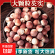 芡實(shí)肇慶農家芡實(shí)干貨大顆粒無(wú)硫熏養生食品煮粥煲湯芡實(shí)原料 芡實(shí)500克