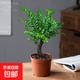 小葉紫檀盆景老樁綠植中式盆栽室內(nèi)辦公桌面茶幾花卉擺件好養(yǎng)易活 3年老樁小葉紫檀1盆【25-30厘米】+原盆土+肥