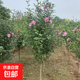 木槿花苗木槿樹(shù)苗庭院陽(yáng)臺花園盆栽地栽綠化樹(shù)苗當年開(kāi)花 木槿樹(shù)苗2.5cm粗