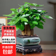 新款發(fā)財樹(shù)小盆栽辦公室內開(kāi)業(yè)送禮盆景綠植 三桿發(fā)財樹(shù)+方形山水陶瓷盆+方底座+陶粒
