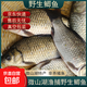 微山湖野生鯽魚土漁民捕撈活魚現(xiàn)殺凈膛滋補(bǔ)燉湯400g/袋 中號(hào)【4-6條/400g】400g*5袋