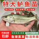正宗鱸魚(yú)苗批發(fā)魚(yú)苗活體淡水養殖加州鱸魚(yú)苗10公分特大號兇猛大口黑鱸淡水魚(yú)苗 鱸魚(yú)苗6-8cm 30條（送10%左右）