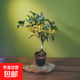 嫁接桂花樹(shù)苗盆栽濃香型四季庭院地栽金桂矮樁室內花卉好養小盆景 嫁接金桂5年苗【開(kāi)花旺盛】