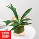 木板苔蘚球鹿角蕨小竹編吊籃客廳陽臺新奇創(chuàng)意觀葉好養(yǎng)懶人綠植 木板苔蘚球鹿角蕨+鐵掛鉤 植物盆面20高左右，整體30高