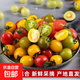 【圣女果組合】三色小番茄千禧糖琥珀混裝柿子兒童水果即食零食 帶箱5斤 2.5kg 凈重4.5斤
