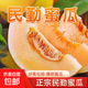 【香甜蜜瓜】正宗民勤蜜瓜頭茬新鮮黃河沙漠甜瓜應(yīng)季水果整箱包郵 蜜瓜1.5-2斤