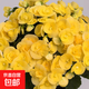 麗格海棠盆栽帶花不斷四季開(kāi)花室內陽(yáng)臺好養花卉玫瑰玻璃海棠 麗格海棠黃色（不含盆）