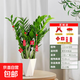 【金錢(qián)樹(shù)】盆栽客廳室內植物錢(qián)串子大型發(fā)財綠植喬遷開(kāi)業(yè)送盆花卉 10-15株   70-80鉆石樹(shù)脂盆送肥料