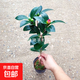 四季茶花重瓣大花型室內(nèi)盆栽室外陽臺花卉花期長耐寒耐熱好養(yǎng)促銷 原生2年苗含盆高30多公分 當(dāng)年開