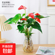 紅掌水培盆栽室內(nèi)易養(yǎng)水生花卉白掌綠植一帆風順客廳觀花植物粉掌 鉆石瓶玻璃瓶+紅掌 整體高度（28-35cm）