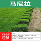 草坪真草帶土矮生馬尼拉草皮百慕大果嶺草耐寒四季常青庭院綠化苗 矮生馬尼拉成品草坪1平方帶土 10cm以下
