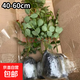 艾莎夢露玫瑰花苗切花月季綠植物四季開花朱麗葉藍(lán)色風(fēng)暴大花盆栽 艾莎3加侖大苗40-60cm高 不含盆