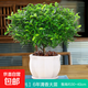 正宗清香胡椒木盆栽花卉室內外驅蚊草植物樹(shù)苗老樁盆景九里香綠植 【6年大苗】蓮花瓷盆