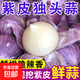 2025紫皮獨(dú)頭蒜干蒜當(dāng)季新鮮新蒜大蒜頭蔬菜糖醋腌制產(chǎn)地直發(fā)批發(fā) 250克【約18-23個(gè)】源頭直采包郵