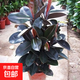 黑金剛橡皮樹(shù)盆栽菠蘿樹(shù)客廳室內綠葉大葉四季常青型植物凈化空氣 50-60公分高3棵][不含盆原土發(fā)貨
