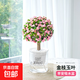 金枝玉葉多肉植物組合盆栽綠植花卉水培水養(yǎng)精品高端冷門稀有老樁 早安吸水盆+金枝玉葉 獨(dú)桿（高22-30cm）