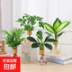 錦楓4盆裝水培植物室內好養(yǎng)新房辦公室吸除甲醛四季綠植帶瓶發(fā)貨 【超值4盆裝】如圖植物4顆+4個水培香薰樹脂瓶