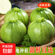 新鮮嫩南瓜高原夏菜旱地種植圓綠皮嫩南瓜當(dāng)季蔬菜 嫩南瓜 1斤 帶箱
