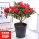 杜鵑花盆栽重瓣花卉植物室內四季開(kāi)花不斷帶花苞大顆好養活綠植物 精選盆栽  紅色杜鵑