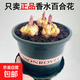 香水百合種球四季開(kāi)花盆栽帶花苞進(jìn)口重瓣百合花球種子花苗鮮花卉 百合混色套餐(1加侖盆+土+3種球)
