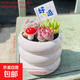 多肉植物組合帶盆栽好辦室內桌面綠植花卉精品多肉幼兒園盆栽綠植 3顆隨機多肉+瓷盆種好(好運) 花盆口徑約6.5cm高度約6.5cm