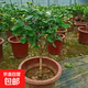 帶花苞筆尖茉莉花盆栽單瓣獨桿濃香型花卉大全陽(yáng)臺客廳好養活驅蚊 6年苗【帶花苞】獨桿樹(shù)型