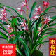 蘭花苗盆栽墨蘭建蘭惠蘭四季開(kāi)花好養濃香型客廳室內觀(guān)賞花卉綠植 22【市長(cháng)紅】 爆盆10苗連體【送肥】當年開(kāi)花滿(mǎn)枝