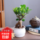 榕樹(shù)盆栽盆景樹(shù)苗大榕樹(shù)人參榕金錢(qián)榕大型老樁提根樹(shù)苗綠植物花卉 小號榕樹(shù)15-20cm高【陶瓷盆】