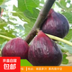 無(wú)花果樹(shù)果苗波姬紅特大果庭院矮化盆栽四季南方北方種植當年結果 波姬紅 6年苗【當年結果】 81cm(含)-110cm(含)