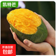 芒果苗樹(shù)四季貴妃芒凱特嫁接樹(shù)苗果樹(shù)果苗南方陽(yáng)臺盆栽地栽好養活 凱特芒 高度 70-80cm