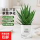 蘆薈水培室內(nèi)盆栽凈化空氣辦公室桌面耐旱好養(yǎng)花卉盆景綠植除甲醛 精選大號(hào)蘆薈20-30cm【早安盆】+送肥料