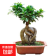 人參榕盆栽綠植提根老樁搖錢(qián)樹(shù)發(fā)財樹(shù)造型小葉榕樹(shù)盆景植物 【隨機造型】方盆大號榕樹(shù)原土盆一棵+肥