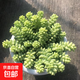 【玉墜多肉】植物懶人好養(yǎng)陽臺(tái)辦公室內(nèi)桌面可愛多肉精品新款綠植 玉墜16-20顆栽好發(fā)貨【高3-5厘米