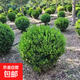小葉黃楊球瓜子黃楊四季常青別墅地栽庭院花壇耐寒綠化植物籬笆墻 小葉黃楊球形（50厘米冠幅） 不含盆