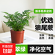 狼尾蕨盆栽室內蕨類(lèi)植物小盆景四季常綠水培綠植辦公室盆景好養活 【優(yōu)選迷你90#狼尾蕨】基地原盆