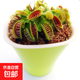 捕蠅草盆栽新奇趣味食蟲(chóng)草綠植物花卉豬籠草驅蚊草捕蟲(chóng)草花卉盆栽 美人齒捕蠅草3-4cm【吸水盆】
