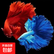 泰國斗魚觀賞魚純白婚紗半月懶人好養(yǎng)耐活魚缸寵物熱帶魚 大藍(lán)袍精品+大紅袍半月公2條