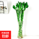 【帶根富貴竹轉(zhuǎn)運竹龍竹】招財水培植物客廳彎竹開運竹子盆栽花卉 50-55cm開運竹--10支 送2燈籠