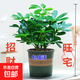 【八方來財(cái)】發(fā)財(cái)樹鴨腳木盆栽四季常青桌面防輻射花卉盆景 八方來財(cái)20厘米4顆【加侖盆】 送肥料