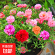 藍花鼠尾草種子室外庭院耐寒花籽四季播種開(kāi)花一串蘭花種籽子盆栽 重瓣太陽(yáng)花種子2萬(wàn)粒+肥料1包