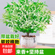 小葉曇花盆栽帶花苞鮮花花卉植物陽臺室內(nèi)花苗好養(yǎng)活四季耐陰綠植 約30-40cm高精選夜來香+粉堅持瓷盆 帶盆栽好