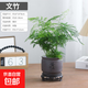 文竹盆栽室內客廳植物花卉辦公室綠植桌面凈化空氣創(chuàng  )意小盆景原盆 精選文竹【15-22cm高】1盆+上善若水盆+圓托
