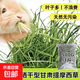 苜蓿草幼兔干草兔子糧食紫花豚鼠食飼料專用龍貓吃的兔糧提摩西草 提摩西草1斤500g(凈重)