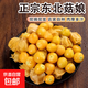 東北姑娘果東北特產(chǎn)燈籠果新鮮水果姑鳥黃菇娘果整箱現(xiàn)摘包郵3斤 帶箱2斤 【東北頭茬】精選好果|香甜爆汁