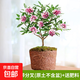 金邊瑞香盆栽濃香型帶花苞室內(nèi)客廳陽臺耐寒老樁大苗好養(yǎng)花卉植物 3年苗【原土當年開花】