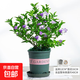 茉莉花群生茉莉雙色茉莉花苗盆栽四季濃香型室內(nèi)外盆栽鴛鴦茉莉花 雙色茉莉+加侖盆