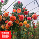 爬藤植物藤本月季花苗四季花卉濃香型玫瑰盆栽庭院陽(yáng)臺薔薇花苗 詹森 帶土發(fā)貨 15-25厘米高