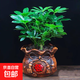 四季常青八方來財鴨腳木室內陽臺桌面綠植大型盆栽花卉綠蘿發(fā)財樹 八方來財【15-25cm]】4顆+陶瓷發(fā)字盆+肥料