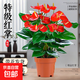 紅掌盆栽鴻運當頭綠植物室內水培土培好養花卉一帆風(fēng)順常青綠植 大盆紅掌【原盆土】